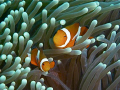 Finding Nemo in the Philippines. The elusive shot of clownfish in anemone, I finally got one of my subjects posing for the shot. Taken with Panasonic Lumix DMC-FT1 camera in housing with in built flash only.