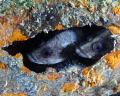 White Spotted Soapfish, South County Reef, Pinellas County FL. These guys were peeking out of a hole in a railing on one of the barge wrecks.