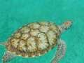 Picture of a Sea Turtle in Barbados July 2011.  This turtle came within inches of me.  This was taken with the Sealife Mini 2 without a strobe, only the internal flash