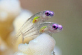 Two gobies.