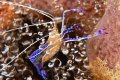 Pederson cleaner shrimp taken with Nikon D50, 105MM.  Off South Florida coast in Palm Beach County.