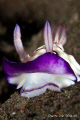 Nudi with my lens berried to get down low.