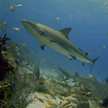 Reef Shark in Flight up the reef with Yellowfin all around.....
Clear sea and bright lights...