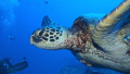 lovely Green Turtle in Oahu (Hawaii)
The eye is so human like