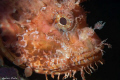 Scorpion fish profile