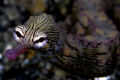 Pipefish