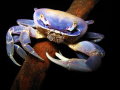 This crab was photographed by klaus Bosbach in Cenote 