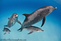 4 of the best friends a man can have....Wild Atlantic spotted Dolphins on White Sand Ridge,Bahamas.