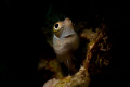 Tiny blenny (less than 1cm long) photographed with  micro-snoot