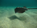 Sting Ray @ Goldons Bay it's wing appear to mimic the undulations of the sandy floor