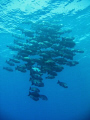 Shoal just off Elphinstone Reef