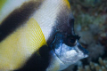 beautiful coloured fishes at the red sea (Sharm). This Moorish Idol just swam infront of my camera ....