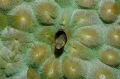 Secretary Blenny
Nikon D7000 60 mm F/16 1/250 sec iso 200; dual TTL strobes