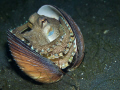 Amphioctopus marginatus (coconut octopus)