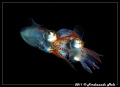 Coupling of a very small cuttlefish. Rear view.
