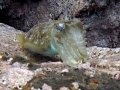 Cuttle Fish Taken at Las Eras off Tenerife with Canon G9 and WP-DC21 housing