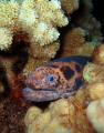 Taken in Maui, HI. diving with Tiny Bubbles Scuba