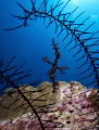 ornate ghost pipe fish ,, shot feather star as frame n little light as back round