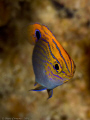 A lovely damselfish in Puerto Galera