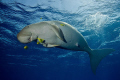 dugong in the red sea was playing with us and the cam.