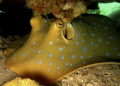 Blue spotted Stingray