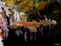 Ghost Pipe Fish