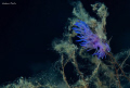 Nudibranch on mucilage. Picture taken at Elba island