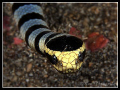 Facing with Banded Sea Snake