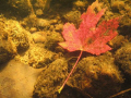 I noticed this bright red leaf out of the corner of my eye.  I took the photo before it was washed downstream.  It was a nice find on my last snorkeling trip of the season.  Taken in the Thornapple River on October 11.