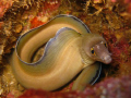 Looking Shy... - Eel moray