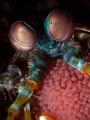 Mantis shrimp w/- eggs, Tulamben.