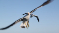 Pacific Gull, Abrolhos Islands.