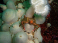 Decorator crab gone wild!