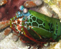 Male Peacock Mantis Shrimp