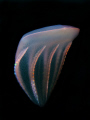 Ctenophore at night