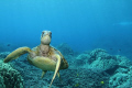 Hawaiian Green Sea Turtle shot taken with a Canon 7D at 17mm with a EF 17-40 f4L lens. The picture was taken at Honaunau City Of Refuge on the Big Island of Hawaii.