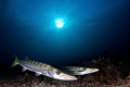 Barracudas at Barracuda Point, Sipadan Island.