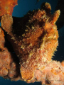 Frogfish sat on a wreck in Bali - Canon S90 Compact no add on lens.