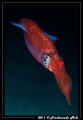 A very fast squid (Loligo vulgaris).