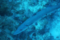 Barracuda off 7 mile beach