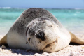 Abrolhos Islands.