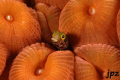 blenny haggin by a very plump Montastrea coral...