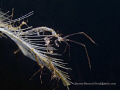 Skeleton shrimp in cafe garam, Amed, Bali