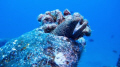 Diving a wreck near Ohau and found this moray.