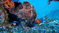 Wreck Dive West Ohau - 1st dive with my UW Camera and strobe and the guide led me to this Frogfish.