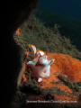 yawning clown frog fish in Seraya