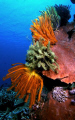 Soft-on-Hard Corals