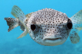 Picture of a Giant Porcupine Pufferfish taken at Kealakekua Bay on the Big Island of Hawaii.