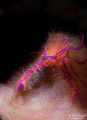 Hairy Squat Lobster