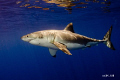 Great White Shark in Guadalupe Island. What a beautiful creature!